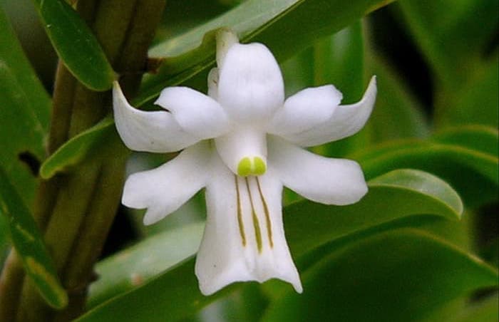 Anggrek Dendrobium Uniflorum