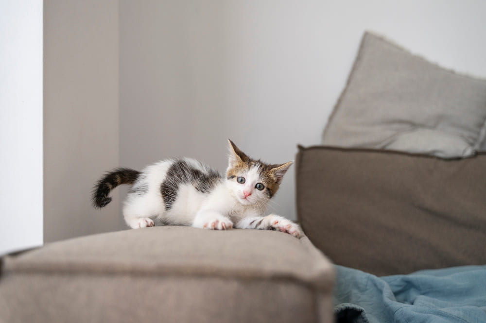 Kucing Romantis Tebak-Tebakan, Simak Jawabannya