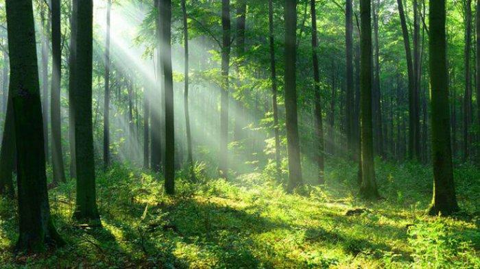 Pohon yang Dibuat Kuat, Pohon Apa? Ternyata Ini Jawabannya